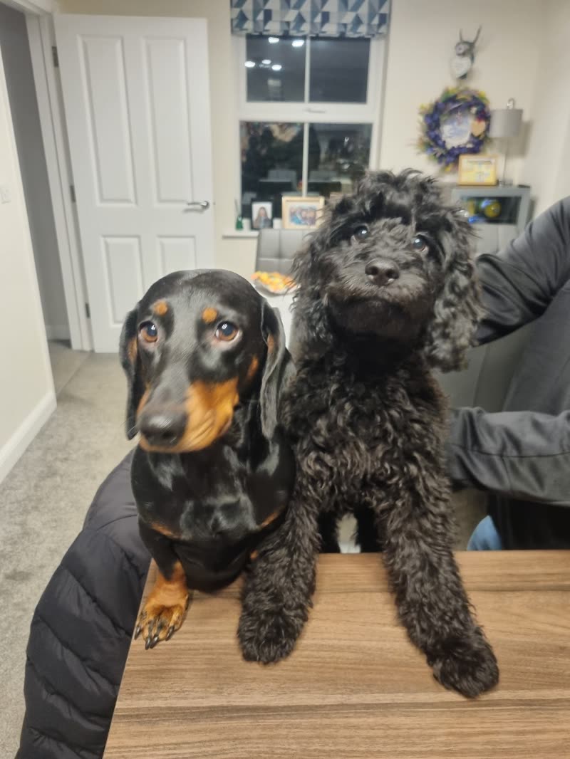 A dachshund and a freshly clipped poodle steadied together on the grooming table