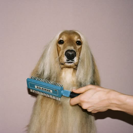 A long-coated dog being brushed out